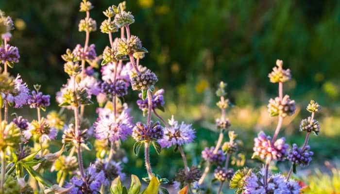 Flowers of pennyroyal plant.