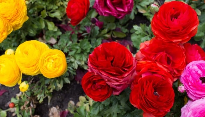 Assorted Persian buttercup flowers