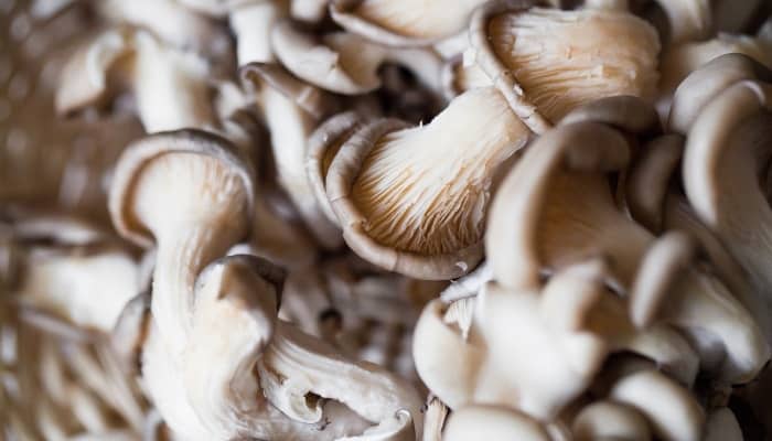 Pile of Freshly Picked Oyster Mushrooms