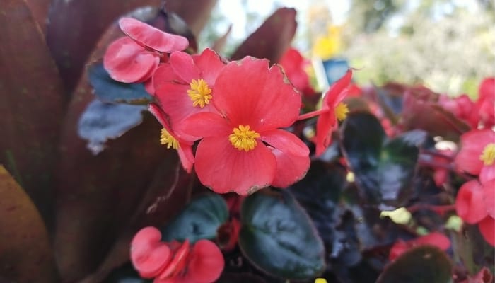 Pink Wax Begonia