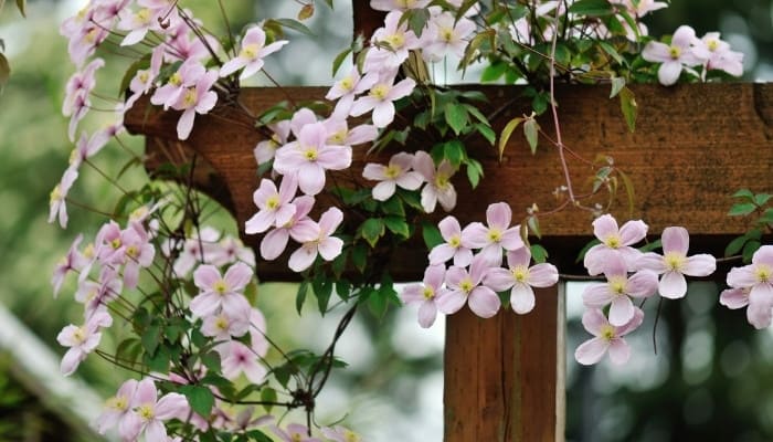 Pink clematis blooming profusely on sturdy wooden trellis.