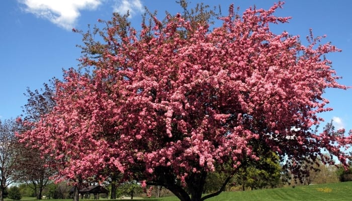 A mature crabapple tree covered in pink blossoms.