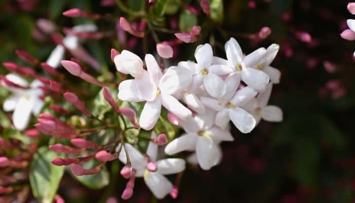 The flowers of pink jasmine up close.