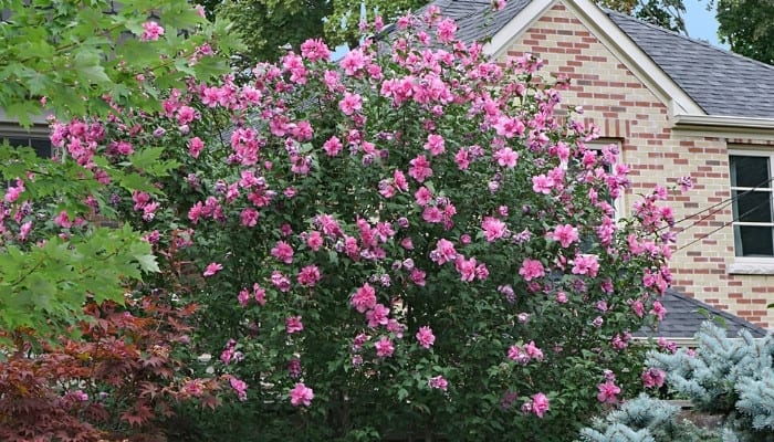 A small rose of Sharon tree blooming near a house.