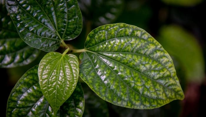 Close look at the textured leaves of the Piper betle plant.