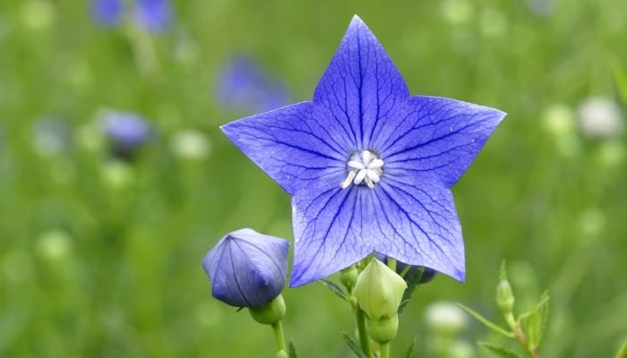 Blue flower of platycodon