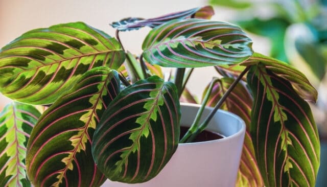 Curling Leaves in Prayer Plant 8 Causes and What To Do