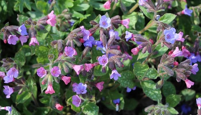 Blue and purple Pulmonaria flowers.