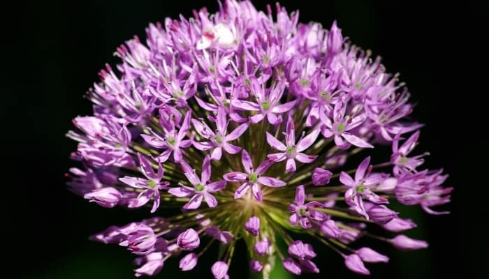 A purple allium flower in full bloom against a black background.