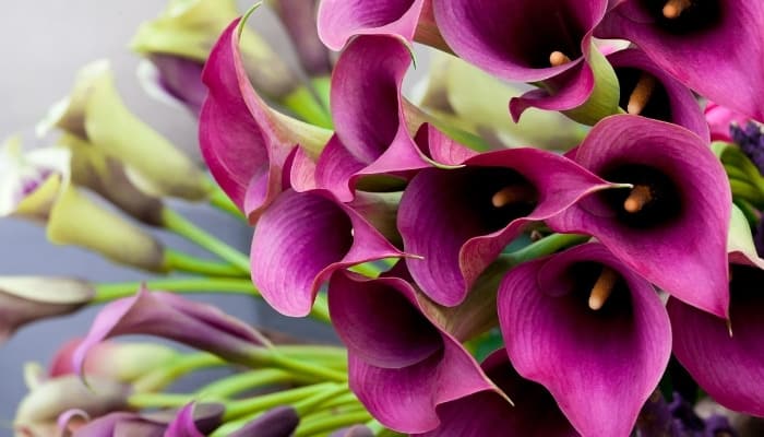 A bouquet of purple calla lilies.