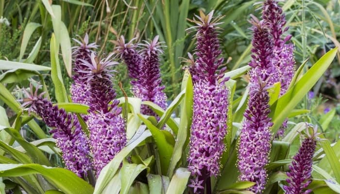 Purple blooms on a pineapple lily.