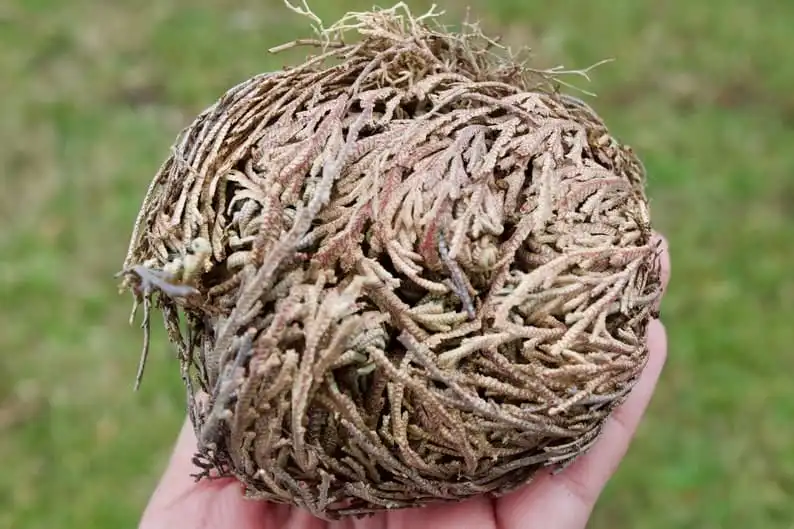 Rose of Jericho 