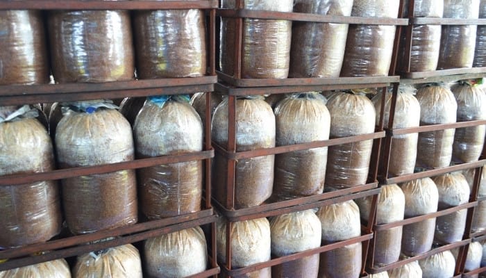 Rows of mushroom grow bags on shelves in small business.