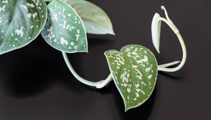 Satin Pothos on black.