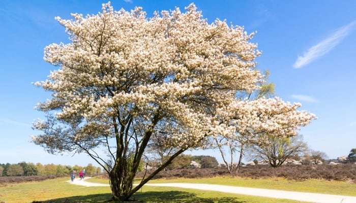 A serviceberry tree blooming in a park.