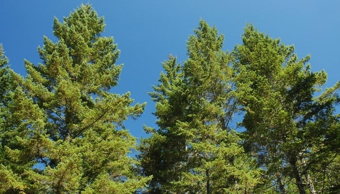 Several mature Douglas fir trees against a bright blue sky.