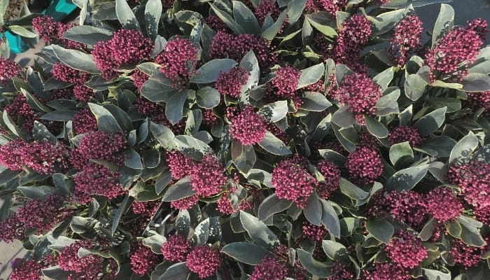 A Skimmia Japonica in full bloom.