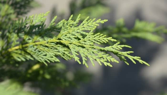 The tip of a small branch of the Leyland cypress tree.