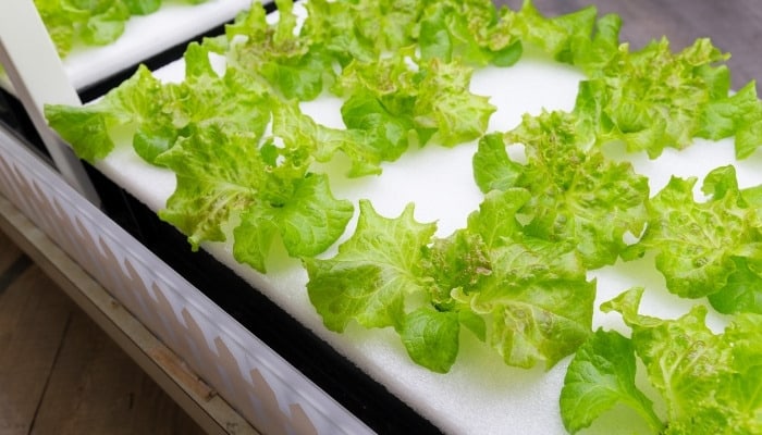 A small home hydroponic system for growing lettuce.