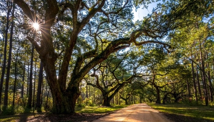 Southern live oak trees lining a dirt road. 