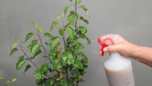 Fish Emulsion Fertilizer - Your Complete Guide for Usage