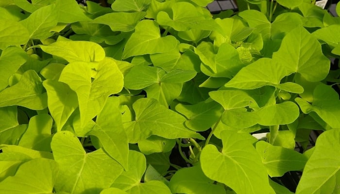 A dense carpet of sweet potato vines.