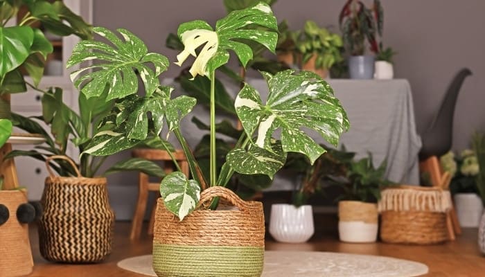 A Monstera Thai Constellation in a basket planter in a room with numerous other plants.