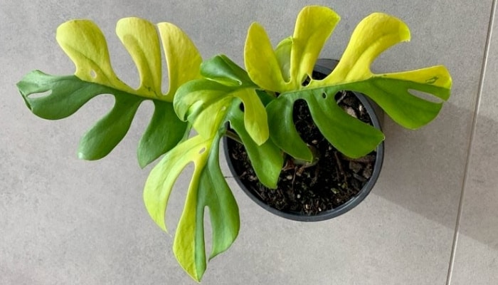 7 Reasons Why Variegated Minima Are So Darn Expensive!