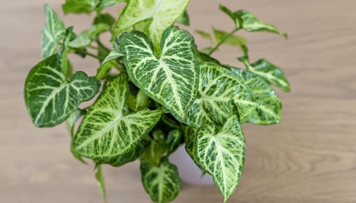 A potted variegated arrowhead plant viewed from above.