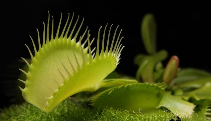 A healthy Venus fly trap against a black background.
