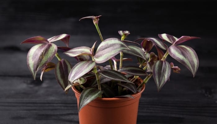 A Wandering Jew (Tradescantia zebrina) on a table made of dark wood.
