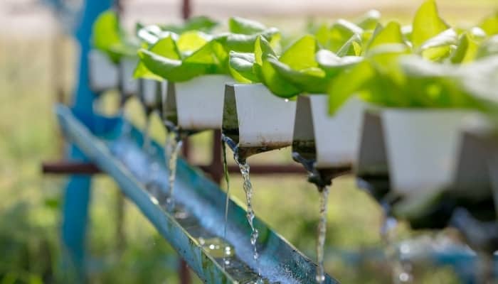 How To Dispose of Hydroponic Wastewater the Right Way