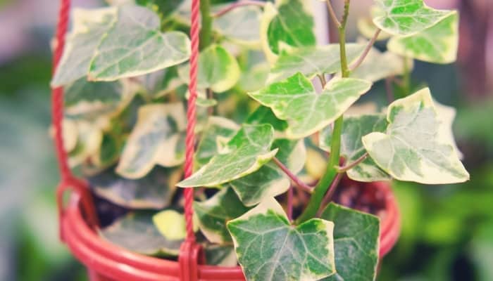 A wax ivy plant in red hanging basket.