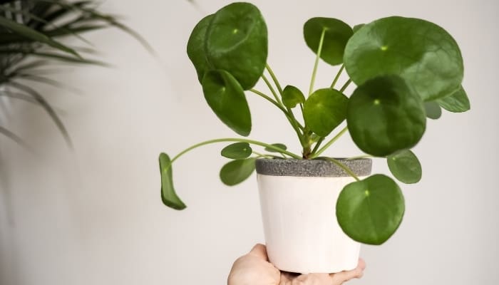 Woman Holding A Pilea Peperomioide