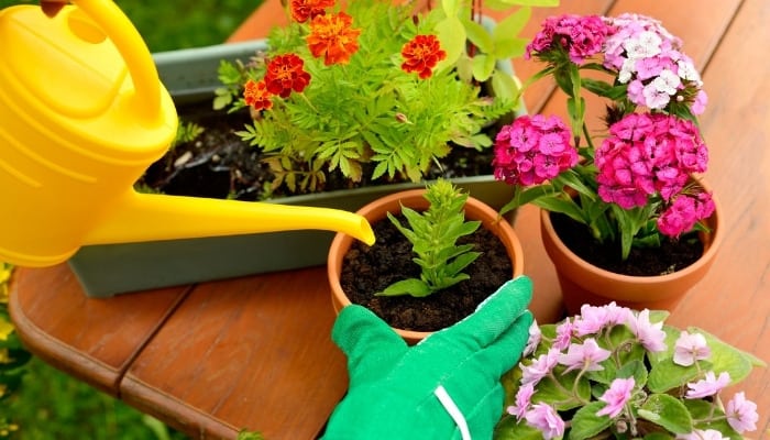 A person wearing green gloves using a yellow watering can to water four potted flowers.