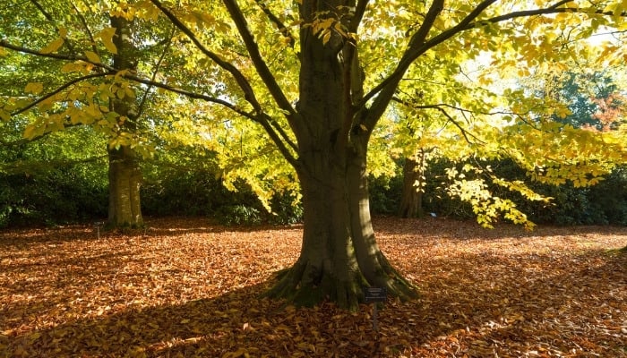 An American beech tree in early fall surrounded by a carpet of fallen leaves.