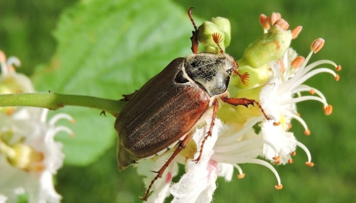 An Asiatic garden beetle crawling on a white flower.