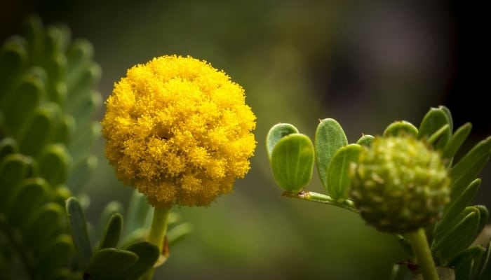 Globular yellow bloom of drumstick flower.