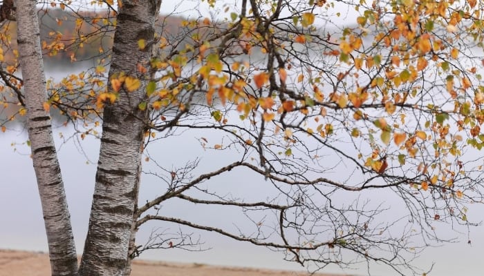 A birch tree with fall foliage beside a small lake.