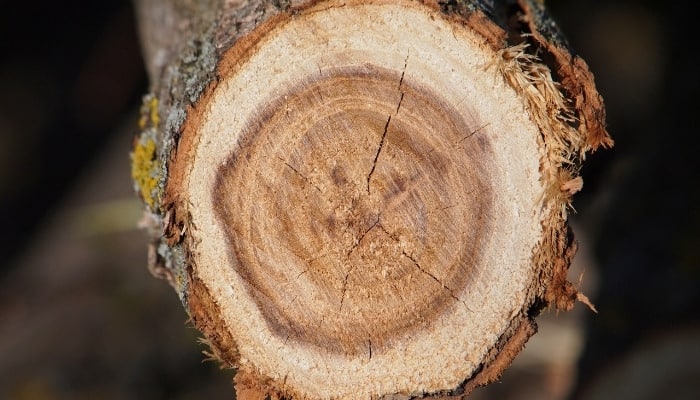 A freshly cut log from a black locust tree.