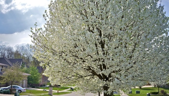 A plum tree in full bloom on the side of a suburb street.