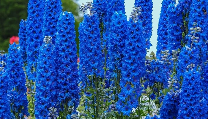 Tall spikes of Delphinium flowers in blue.