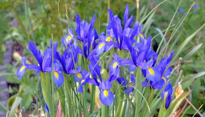 A group of blue Dutch irises in full bloom.