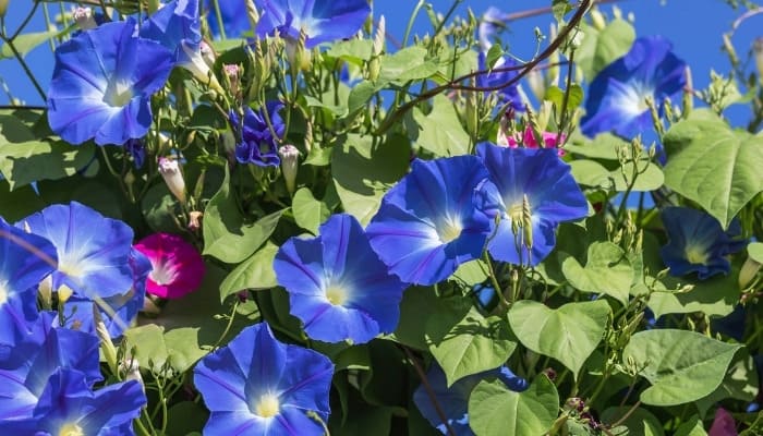 Blue and purple morning glories basking in the early-morning sun.