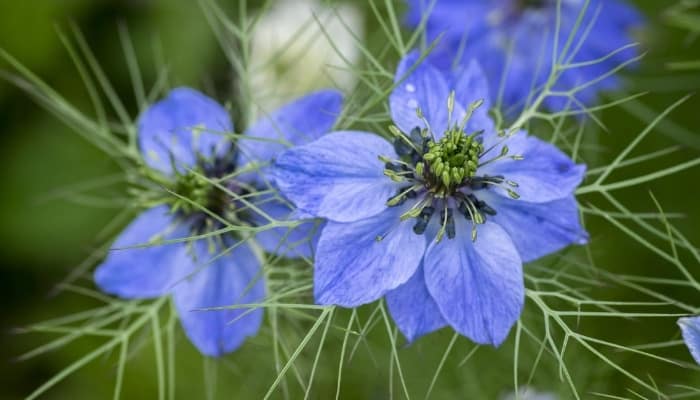 Two devil-in-a-bush flowers in blue.