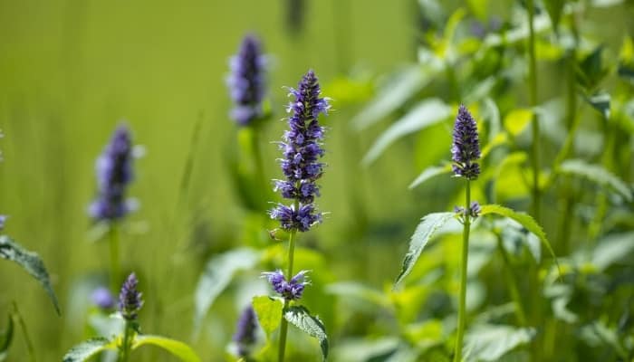 Blue giant hyssop blooming in a field.