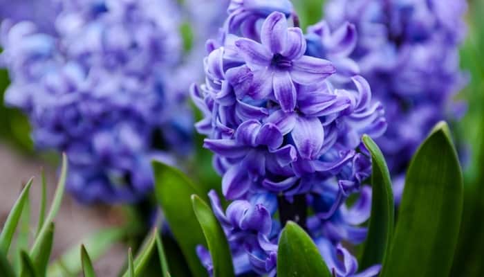 Blue hyacinth in full bloom.