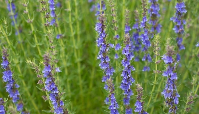 Tall blue spikes of hyssop blooming freely.