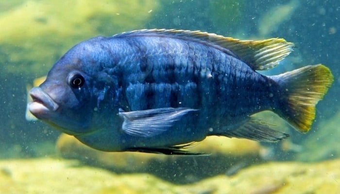 A single blue tilapia swimming in a tank.