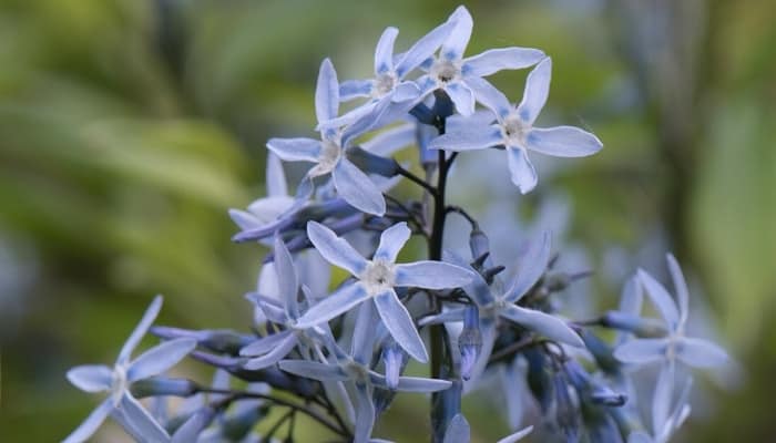 An up-close look at bluestar flowers.